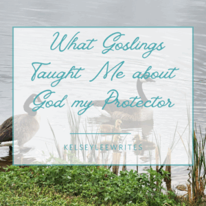 What goslings taught me about God my Protector