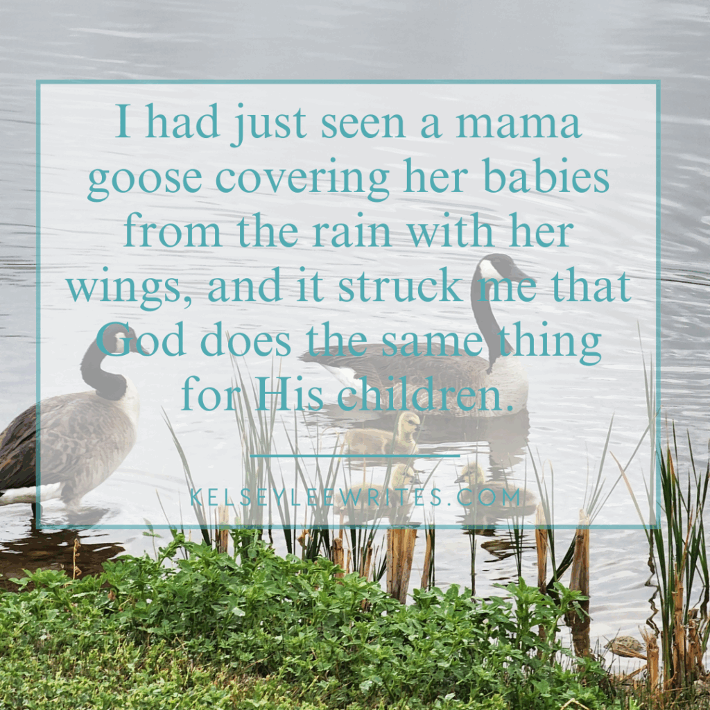 I had just seen a mama goose covering her babies from the rain with her wings, and it struck me that God does the same thing for His children.